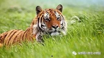 北京动物园老虎吃人视频,老虎伤人事件惊悚瞬间回顾