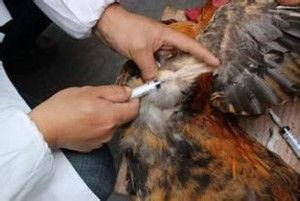 鸡采血方法视频