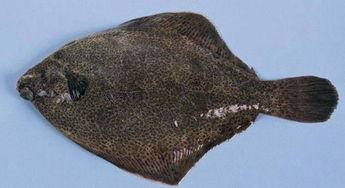 比目鱼处理方法视频,视频教程详解